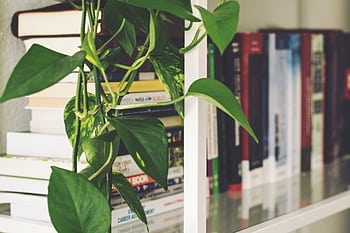 Close-up of a bookshelf with books and a climbing plant, ideal for home and office interiors. HD wallpaper