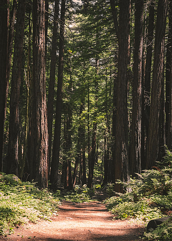 Nature, Trees, Coniferous, Forest, Path HD phone wallpaper