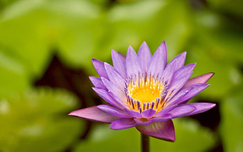 Flowers, Flower, Petals, Close-Up, Greens HD wallpaper