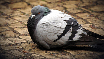 Pigeon, Majestic feathers, Graceful flight, Urban birds HD wallpaper