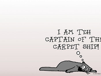 I Am The Captain, carpet, ship, cat, incharge, streched HD wallpaper