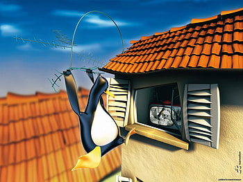 Funny, Birds, Pinguins HD wallpaper