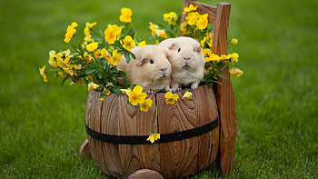 Animals, Flowers, Grass, Guinea Pigs HD wallpaper