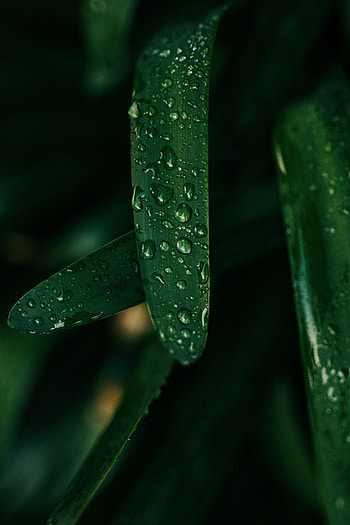 Grass, Drops, Macro, Wet HD phone wallpaper