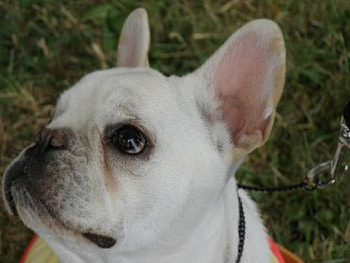 French Bulldog, annie, frenchie HD wallpaper