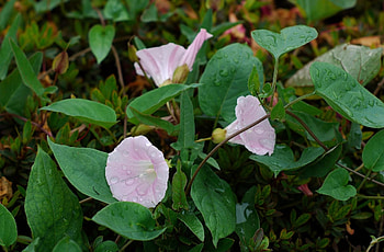Flowers, Bindweed, Drops, Greens, Freshness HD wallpaper