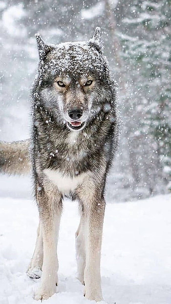 Wolf, Snowfall Wolf HD phone wallpaper