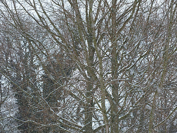 Winter Trees, winter, white, pretty, snow, branches, trees, park HD wallpaper