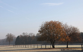 Nature, Trees, Autumn, Field, Morning, Fence, Hoarfrost, Frost, Cool, October, Coolness HD wallpaper