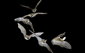 Distinctive bat, Bat silhouette, Dark beauty, Striking HD wallpaper