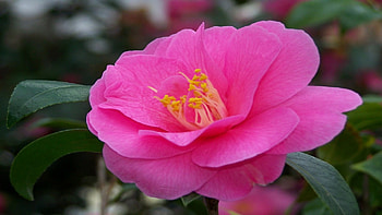 Camellia, daylight, pink, day, leaves, petals, nature, flowers HD wallpaper