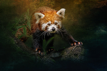 Majestic Red Panda : Nature’s Gentle Climber in Stunning Detail, Animal, red panda HD wallpaper