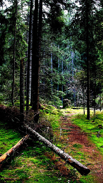 Forest, Jungle HD phone wallpaper