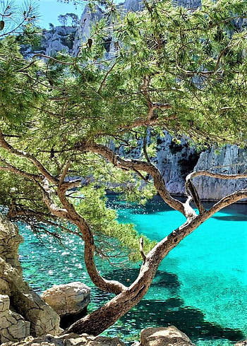 Calanques national par, natural_landscape, terrestrial_plant HD phone wallpaper