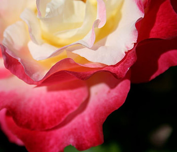Rose, black, red, beauty, yellow HD wallpaper