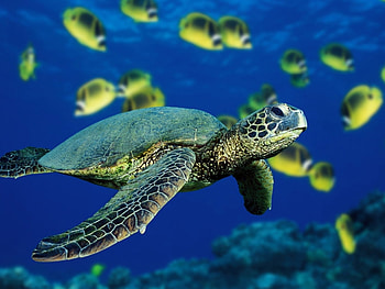 Animals, Turtles HD wallpaper