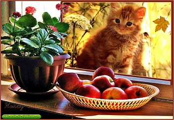 Fall, cute, cats, autumn, seasons HD wallpaper