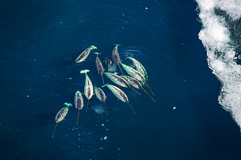 Narwhal, Charismatic Canadian creatures HD wallpaper