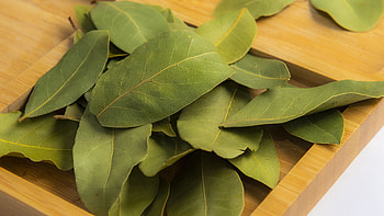 Bay leaves, Kuzey export import HD wallpaper