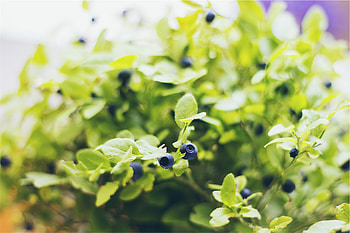 Food, Bilberries, Berries, Branches HD wallpaper