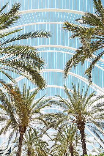 Nature, Architecture, Palms, Branches, Roof HD phone wallpaper