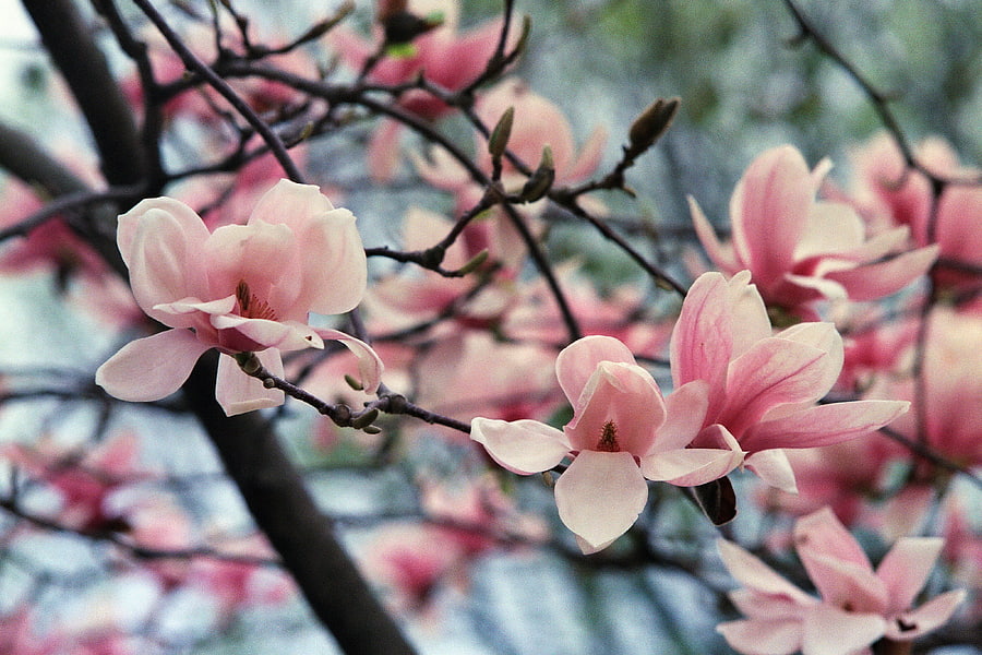 Magnolia blossoms, Floral delight, Nature's gift, Beautiful petals HD wallpaper
