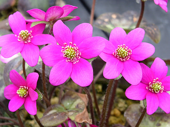 Plants, Flowers HD wallpaper