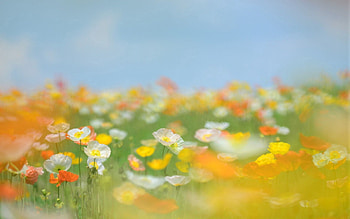Flowers, Grass, Macro, Greens, Field HD wallpaper