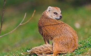Mongoose , Wild mongoose, Nature's wonders, Wildlife graphy HD wallpaper