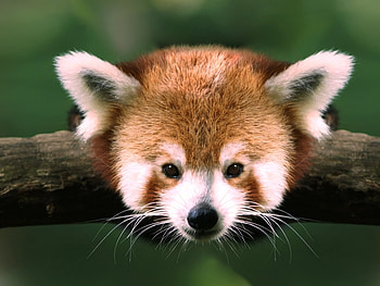 Animals, Pandas HD wallpaper