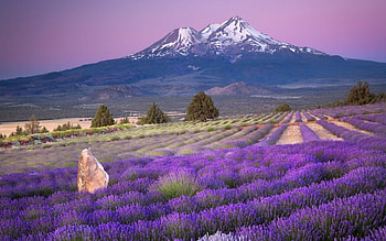 Lavender , Floral beauty, Serene landscapes, Nature's wonders HD wallpaper