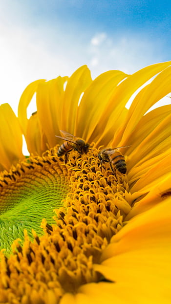 Vibrant close-up of a sunflower being pollinated by bees against a clear blue sky. HD phone wallpaper