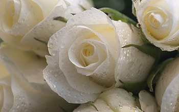 Plants, Roses HD wallpaper