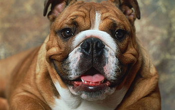 Animals, Dog, Muzzle, Brown, Boxer HD wallpaper