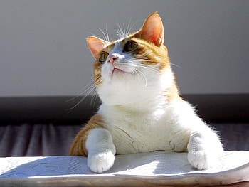 Animals, Cat, Sight, Opinion, Thick, Fat HD wallpaper