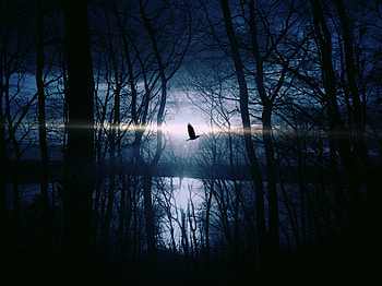 Bird Flying Forest Woods Silhouette, birds, silhouette, graphy HD wallpaper