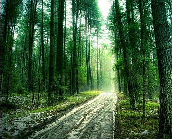 Forest Trees, trees, cool, forest HD wallpaper