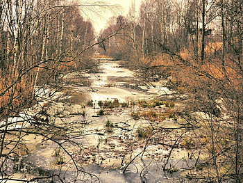 Nature, Rivers, Trees, Autumn, Ice HD wallpaper
