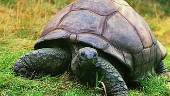 Giant Jabuti turtle, , Wuxga wonders, Spectacular reptilian art HD wallpaper
