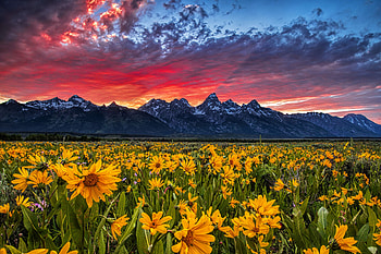 Wildflowers at sunset, wildflowers, field, sky, beautiful, sunset, fiery, mountain HD wallpaper