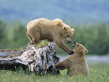 Animals, Grass, Bears, Young, Cubs, Climb, Log HD wallpaper