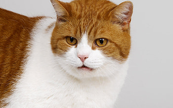 Sweet face cat, animal, kitten, cat, feline, pet HD wallpaper