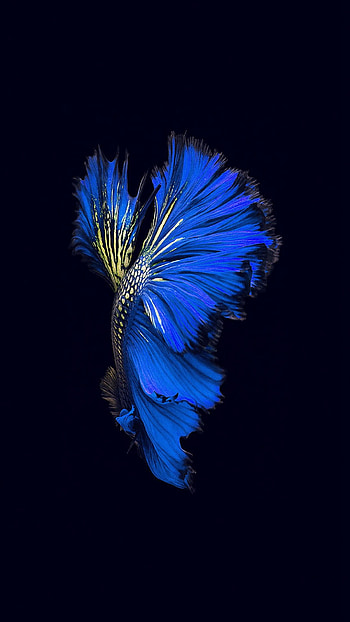 Live Fish For HD phone wallpaper