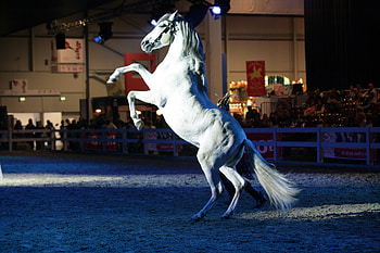 Rearing Up, spanish, andalusian, horses, white HD wallpaper