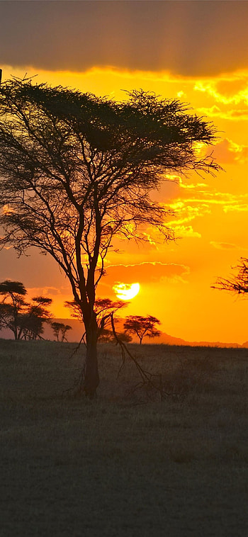 Serengeti sunset, Beautiful landscapes, Tanzania's beauty, Natural wonder HD phone wallpaper