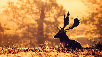 Deer Forest Blur HD wallpaper