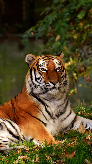 Predator tiger, Calm presence, Sony Xperia backgrounds, Striking visuals HD phone wallpaper