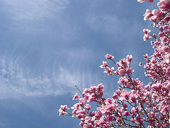 Sky Blossoms, clouds, pink, sky, flowers HD wallpaper