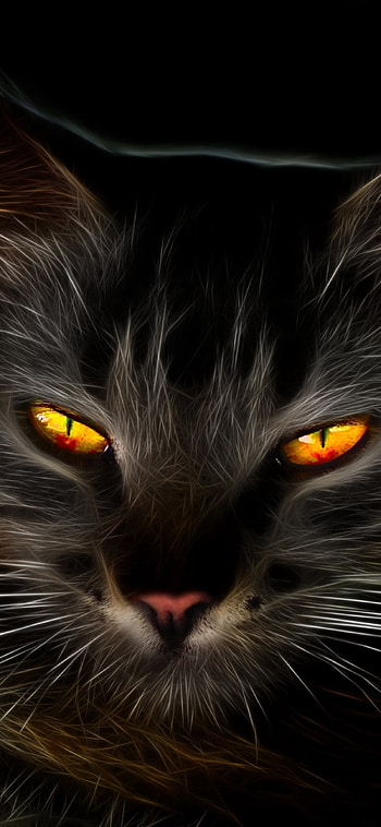 Black Cat with Amber Eyes, yellow eyes, Animal, cat HD phone wallpaper