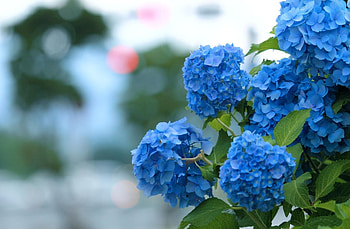 Flowers, Blur, Smooth, Bloom, Flowering, Hydrangea HD wallpaper
